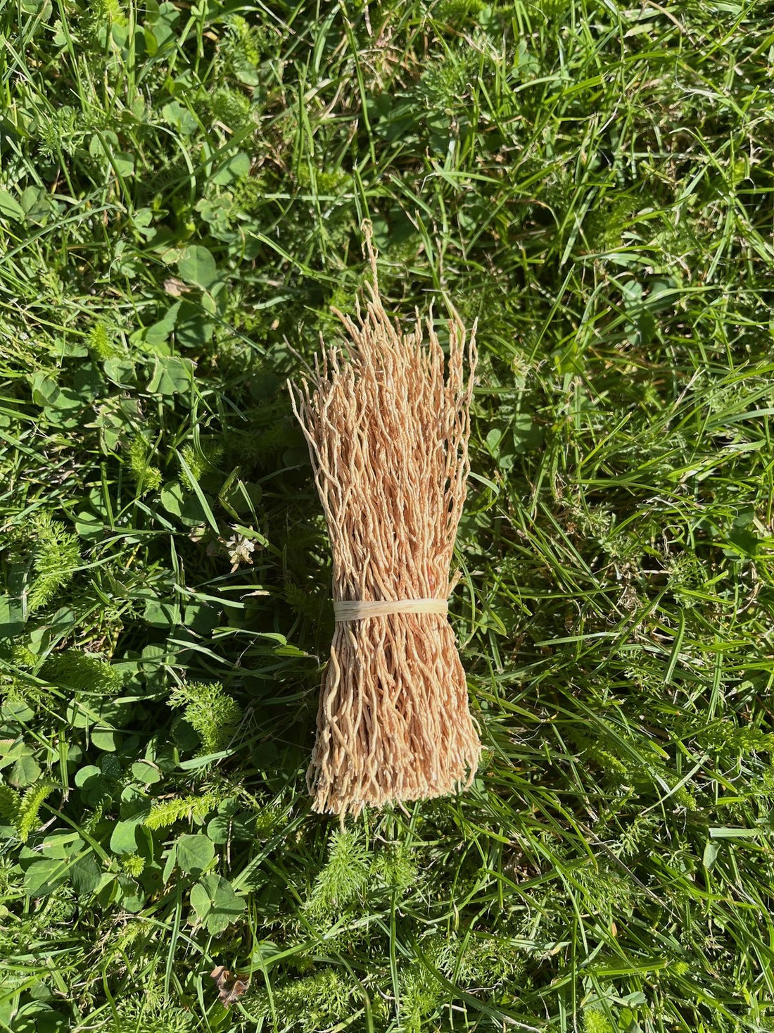 Vetiver